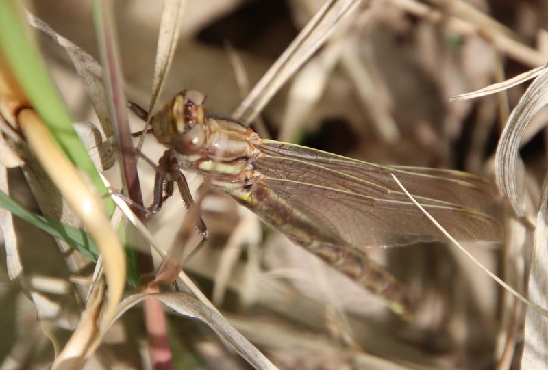 Photo of Dusky Clubtail