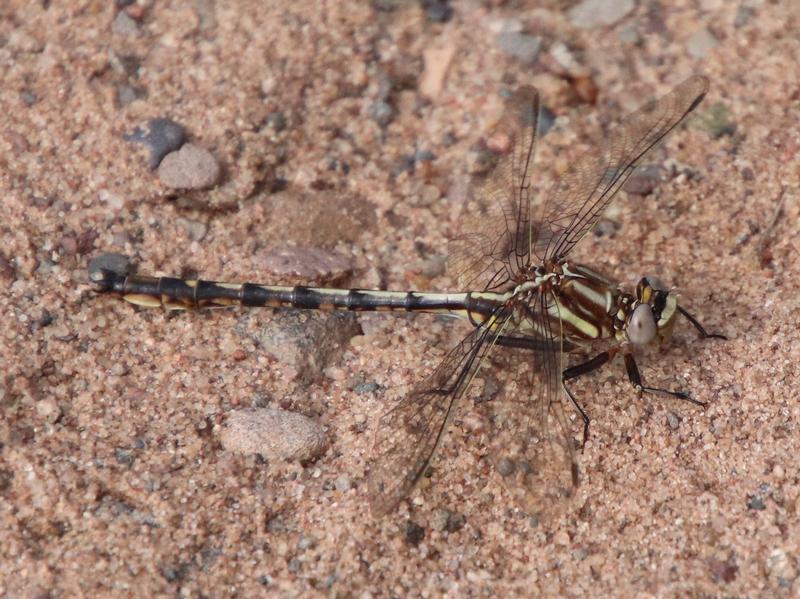 Photo of Dusky Clubtail