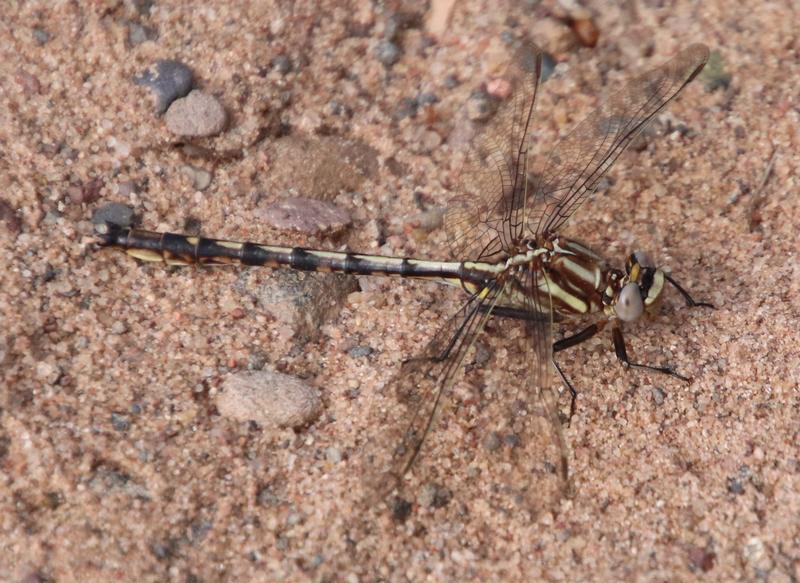 Photo of Dusky Clubtail