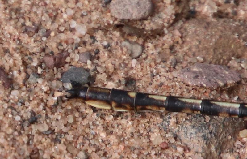 Photo of Dusky Clubtail