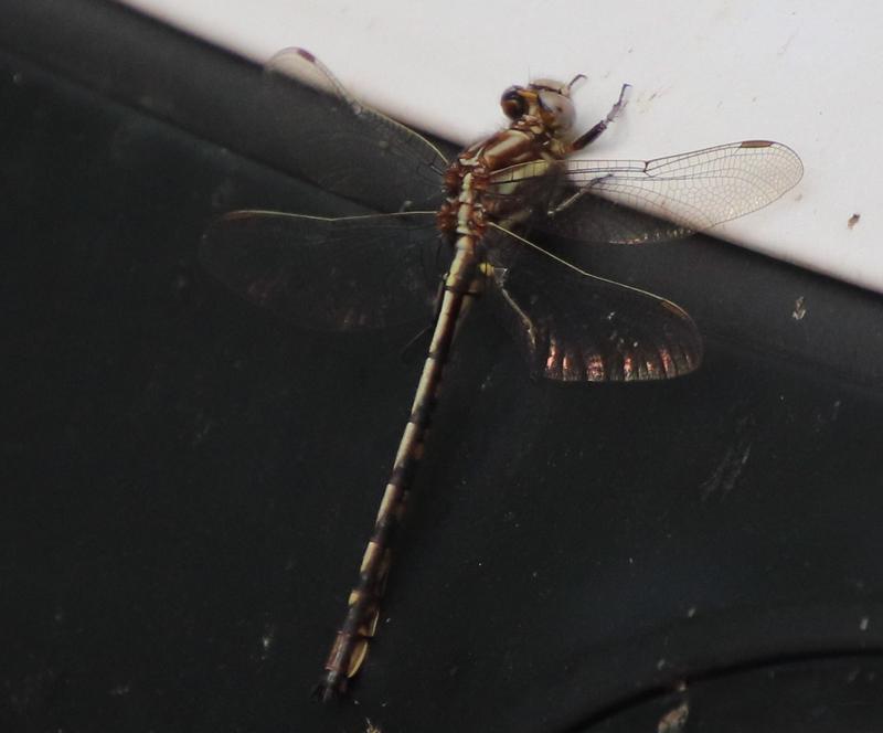 Photo of Dusky Clubtail