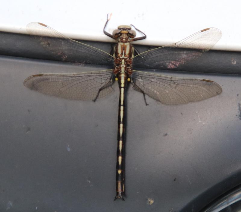 Photo of Dusky Clubtail