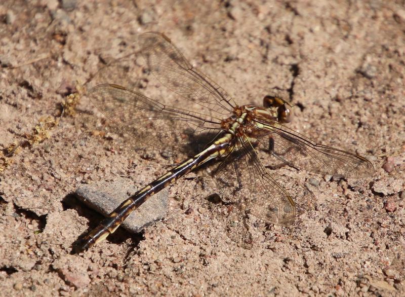 Photo of Dusky Clubtail