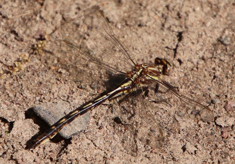 Photo of Dusky Clubtail