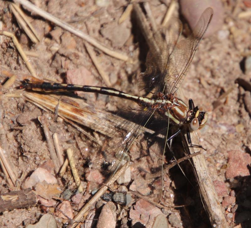 Photo of Dusky Clubtail