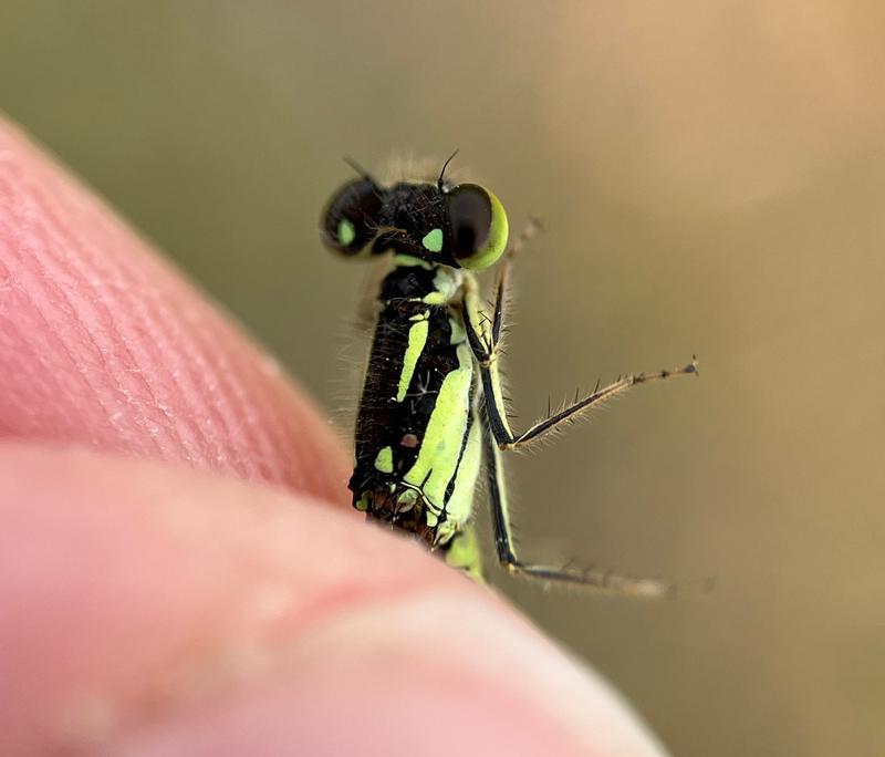 Photo of Fragile Forktail