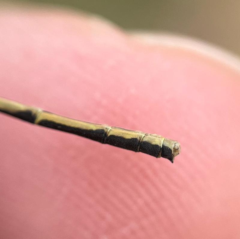 Photo of Fragile Forktail