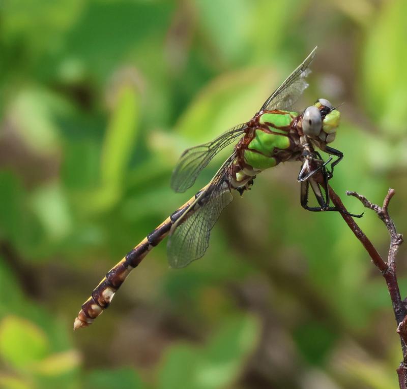 Photo of Sioux Snaketail