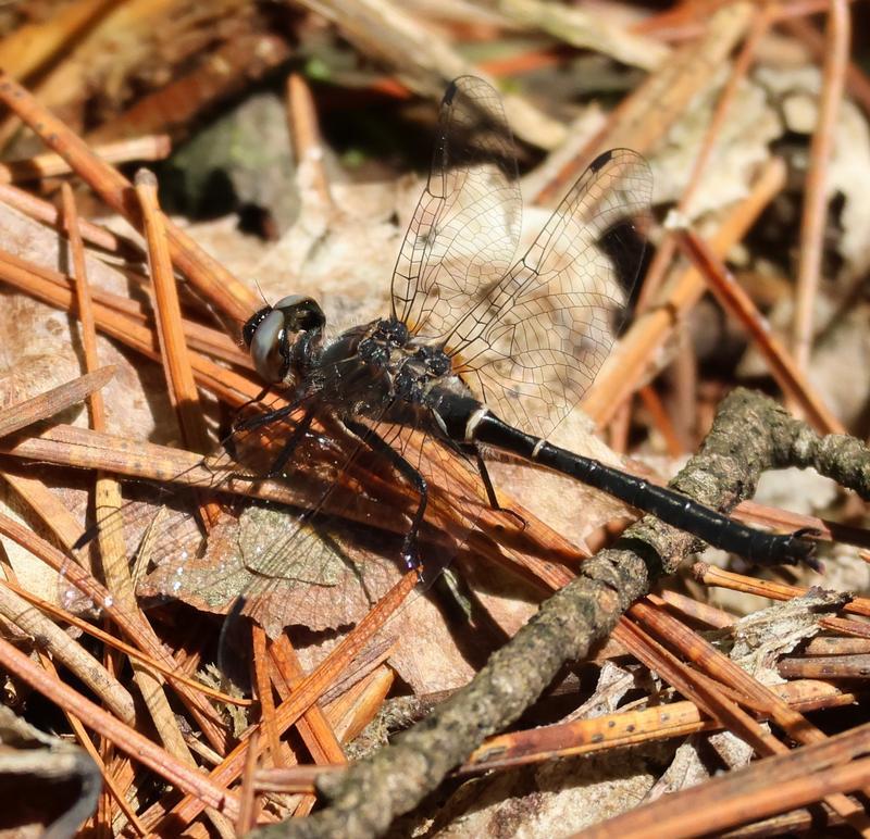 Photo of Ebony Boghaunter