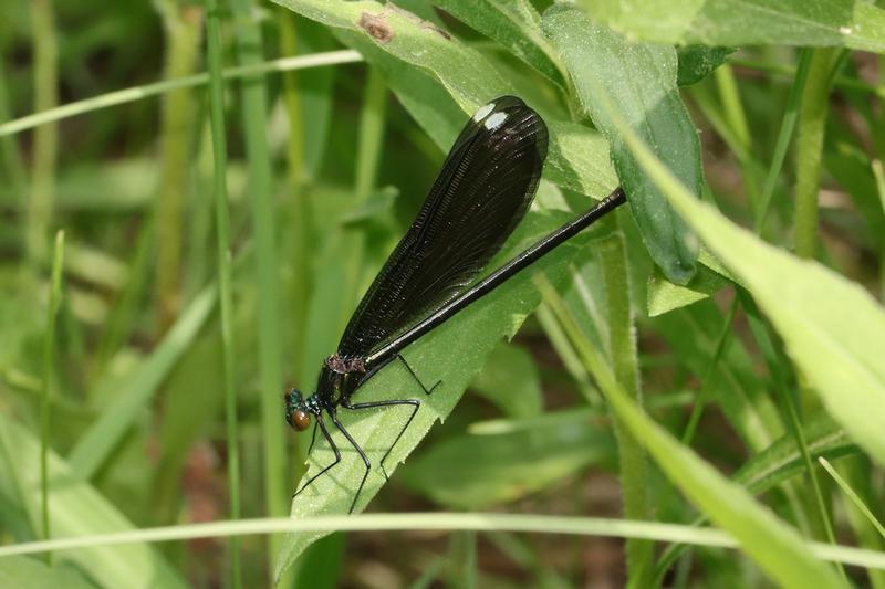 Photo of Ebony Jewelwing