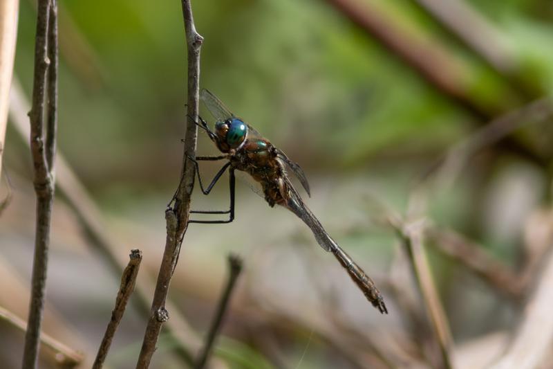 Photo of American Emerald