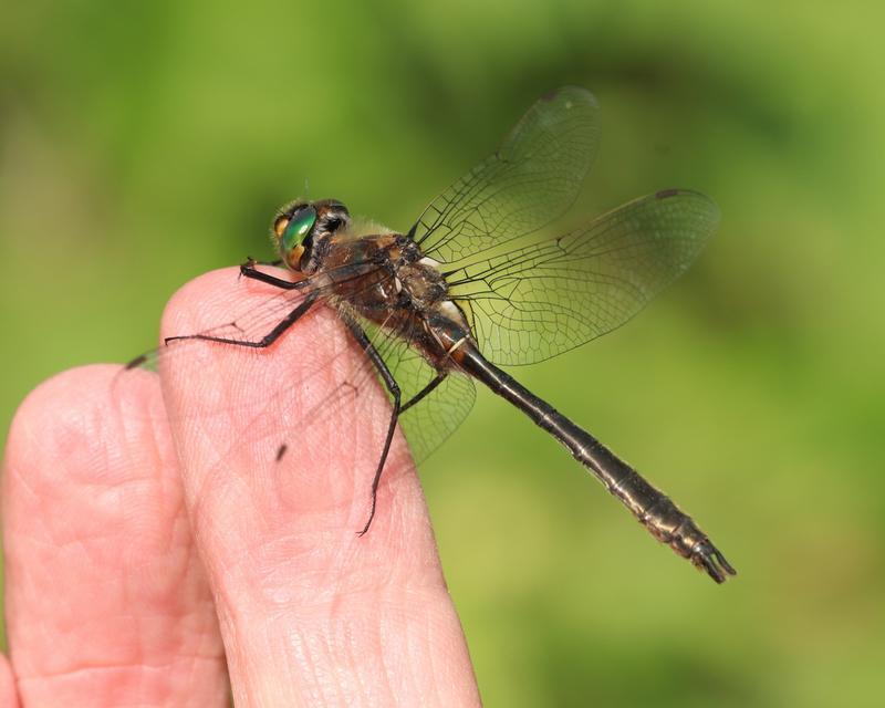 Photo of American Emerald