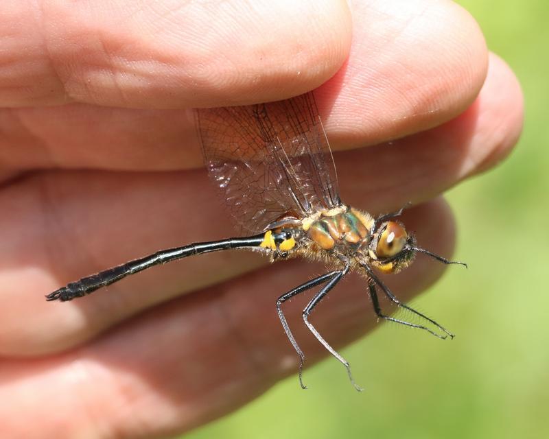 Photo of Racket-tailed Emerald