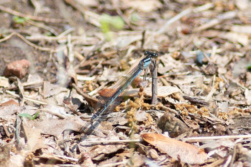Photo of Marsh Bluet