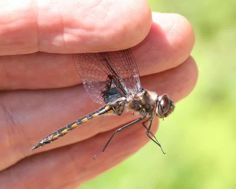 Photo of Common Baskettail