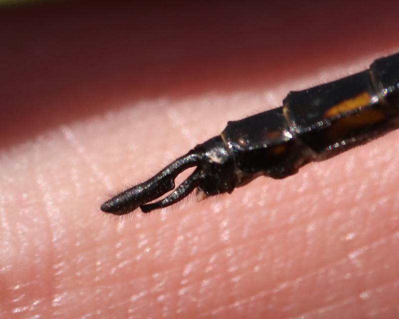 Photo of Common Baskettail