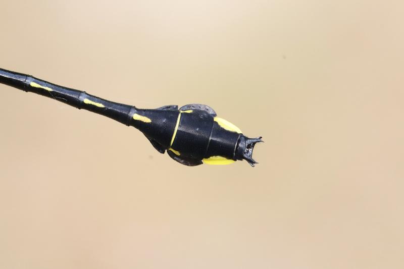 Photo of Cobra Clubtail