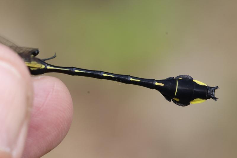 Photo of Cobra Clubtail