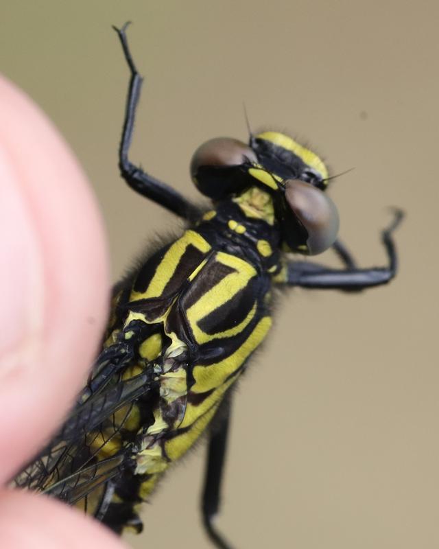 Photo of Cobra Clubtail