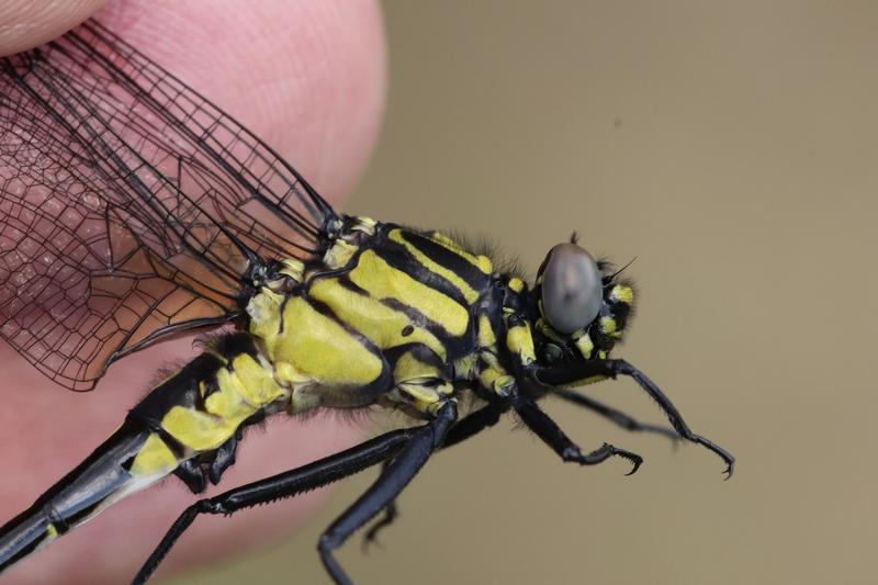 Photo of Cobra Clubtail