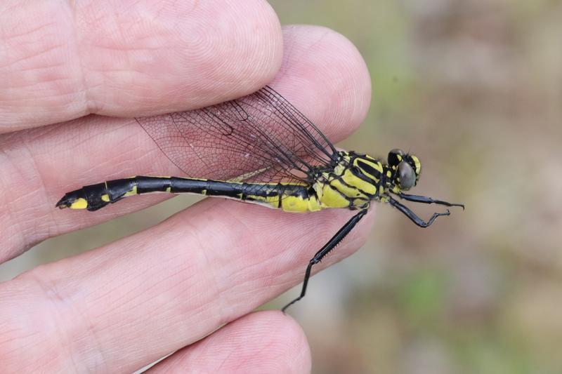Photo of Cobra Clubtail