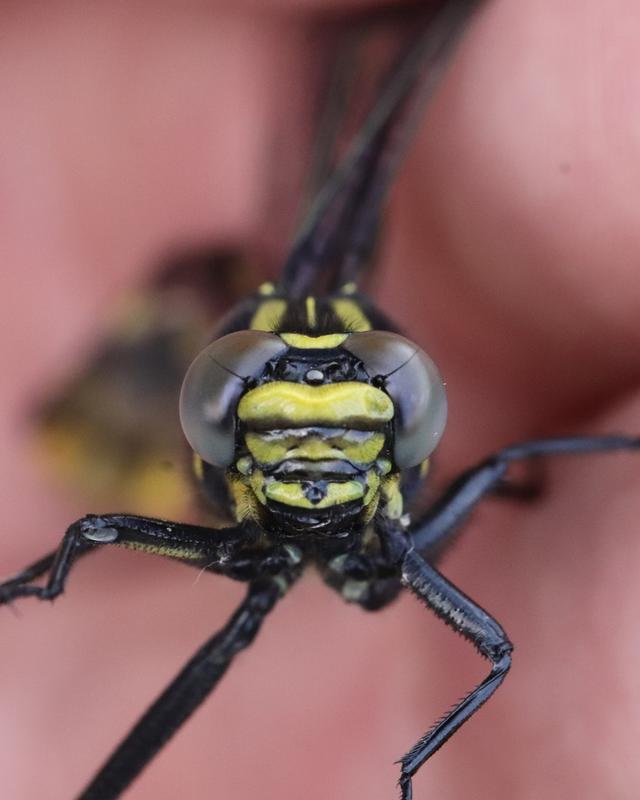 Photo of Cobra Clubtail