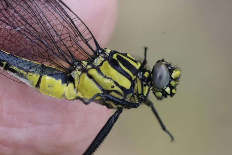 Photo of Cobra Clubtail