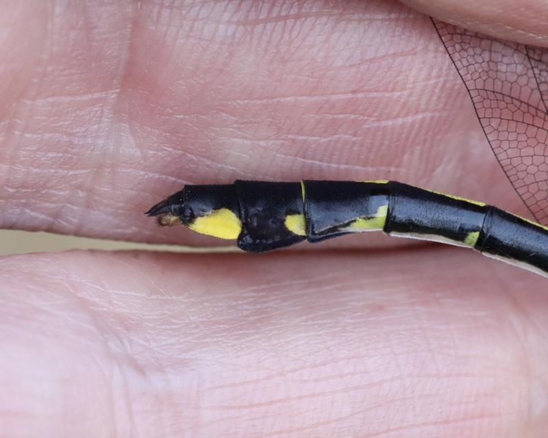 Photo of Cobra Clubtail