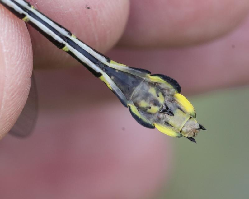 Photo of Cobra Clubtail