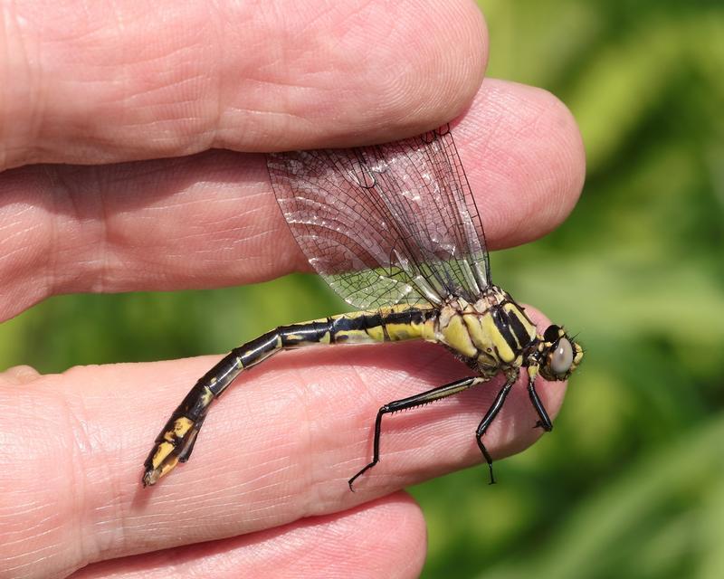 Photo of Midland Clubtail