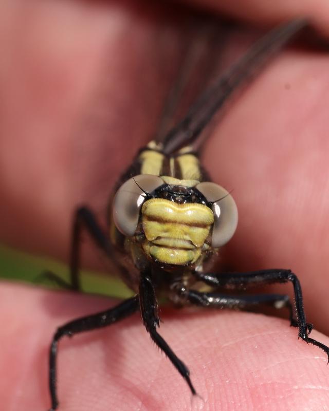 Photo of Midland Clubtail
