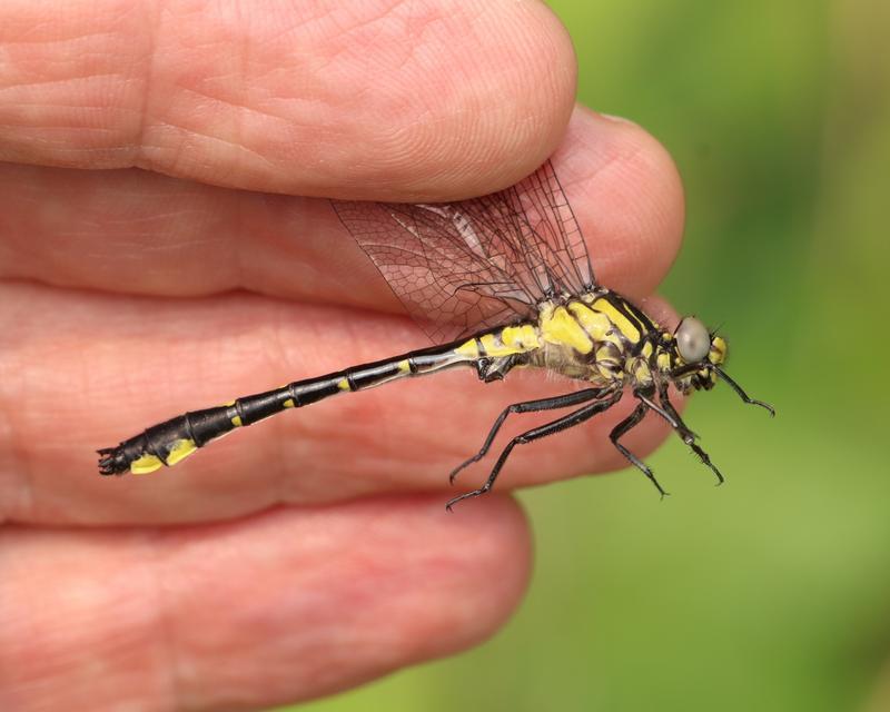 Photo of Green-faced Clubtail