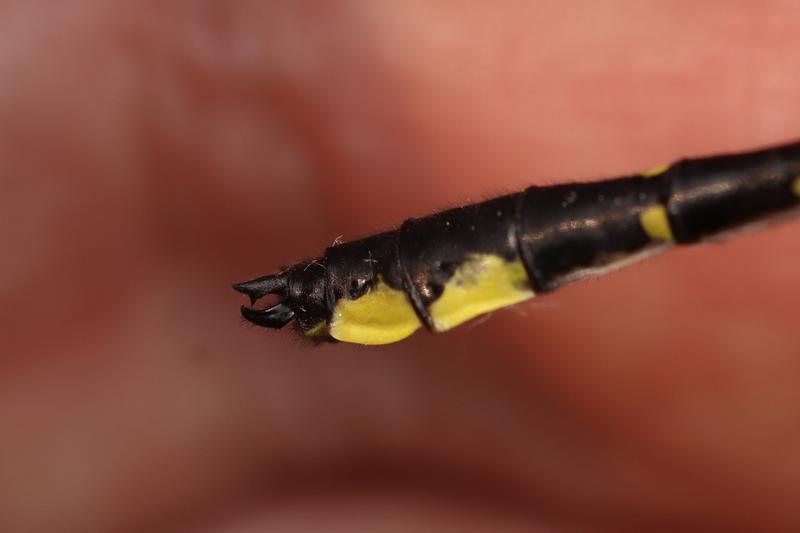 Photo of Green-faced Clubtail