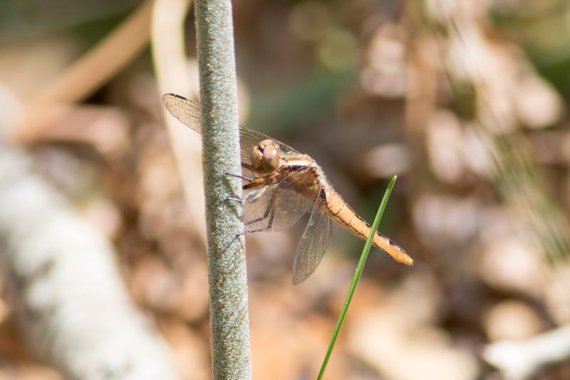 Photo of Chalk-fronted Corporal