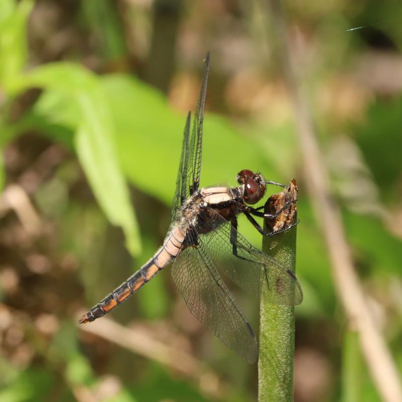 Photo of Chalk-fronted Corporal