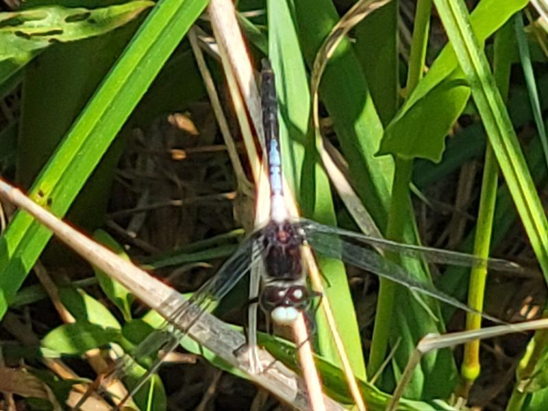 Photo of Belted Whiteface