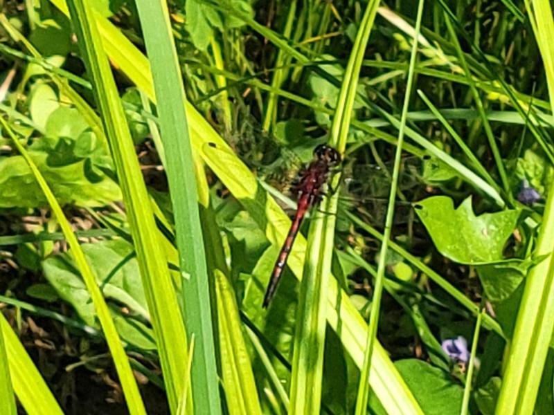 Photo of Hudsonian Whiteface