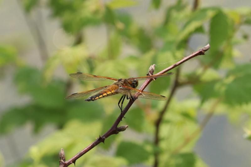 Photo of Four-spotted Skimmer