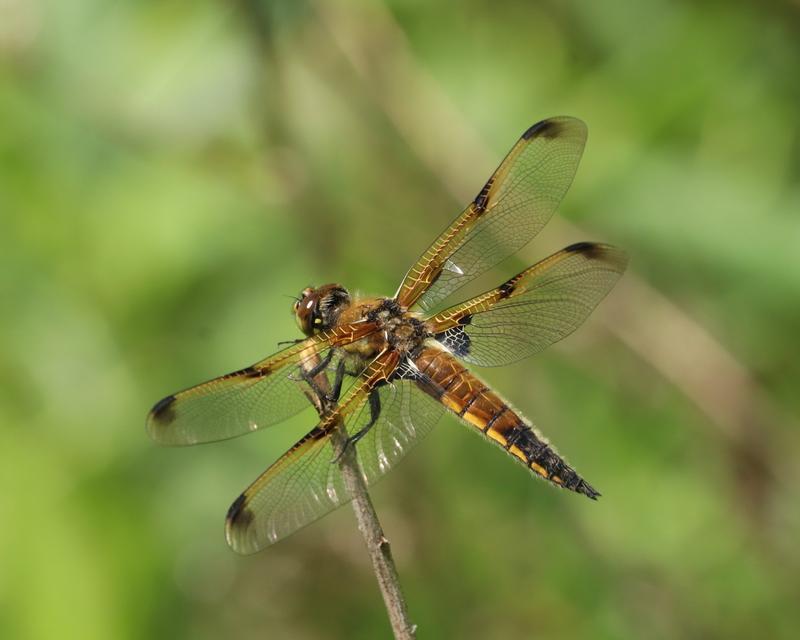 Photo of Four-spotted Skimmer