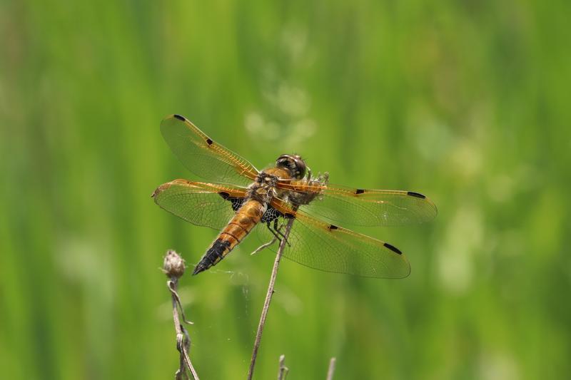 Photo of Four-spotted Skimmer