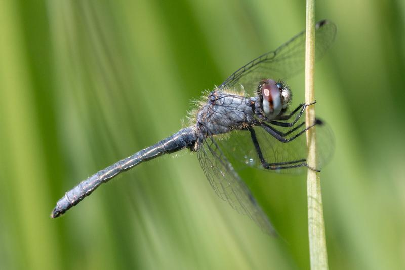 Photo of Elfin Skimmer
