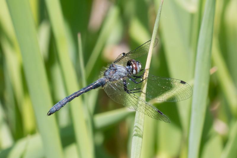 Photo of Elfin Skimmer