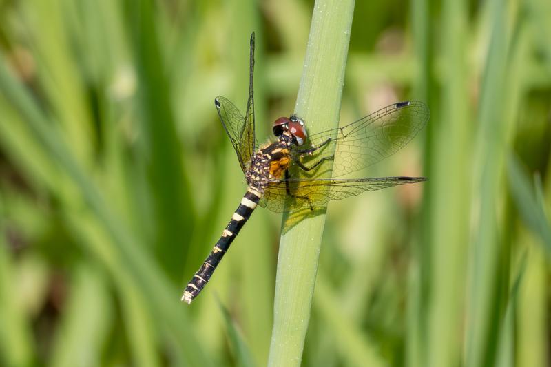 Photo of Elfin Skimmer