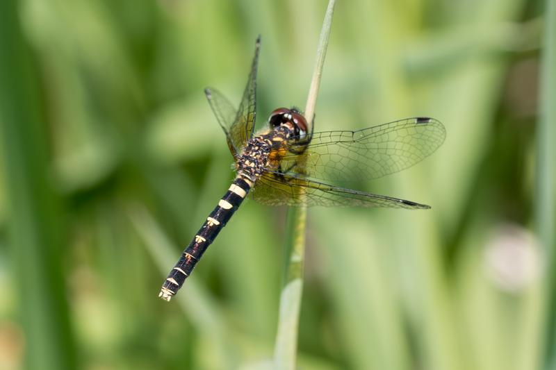 Photo of Elfin Skimmer