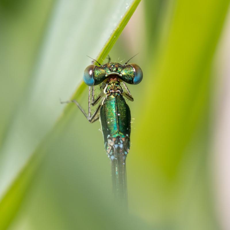 Photo of Sedge Sprite