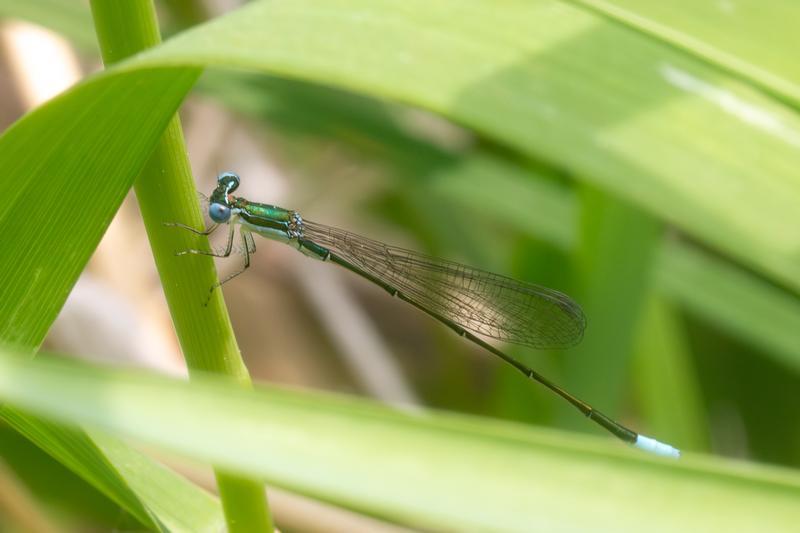 Photo of Sphagnum Sprite