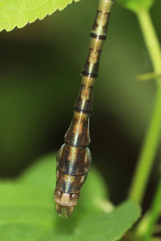 Photo of Rusty Snaketail