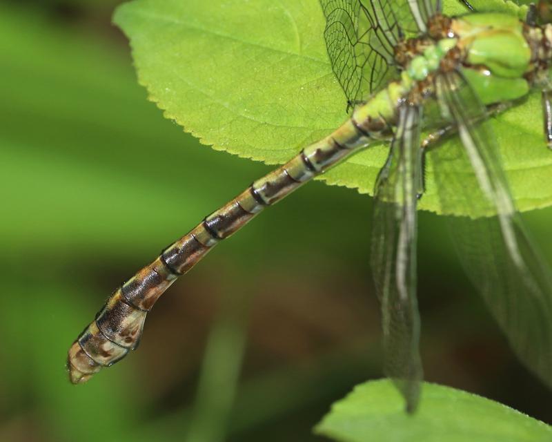 Photo of Rusty Snaketail
