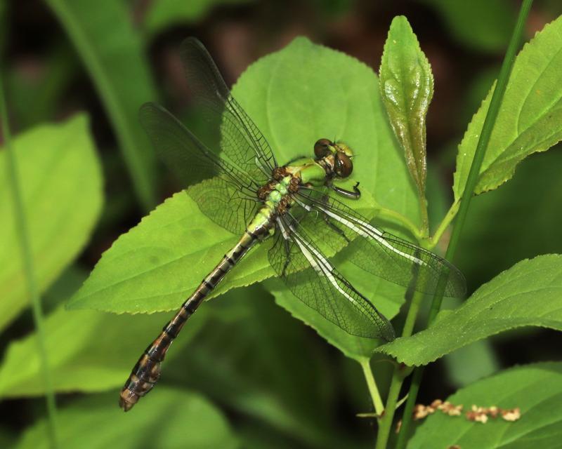 Photo of Rusty Snaketail