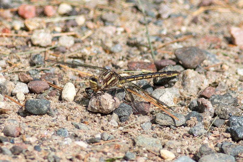 Photo of Dusky Clubtail